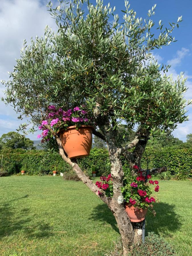 Quinta Do Pinheiral Villa Favoes Eksteriør bilde